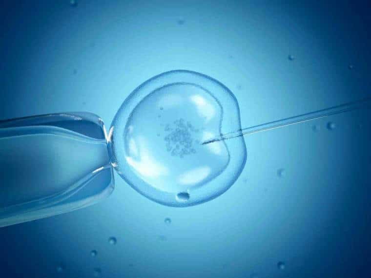 ¿Cuál es la diferencia entre la fertilización in vitro y la inseminación artificial? 2 fecundación in vitro
