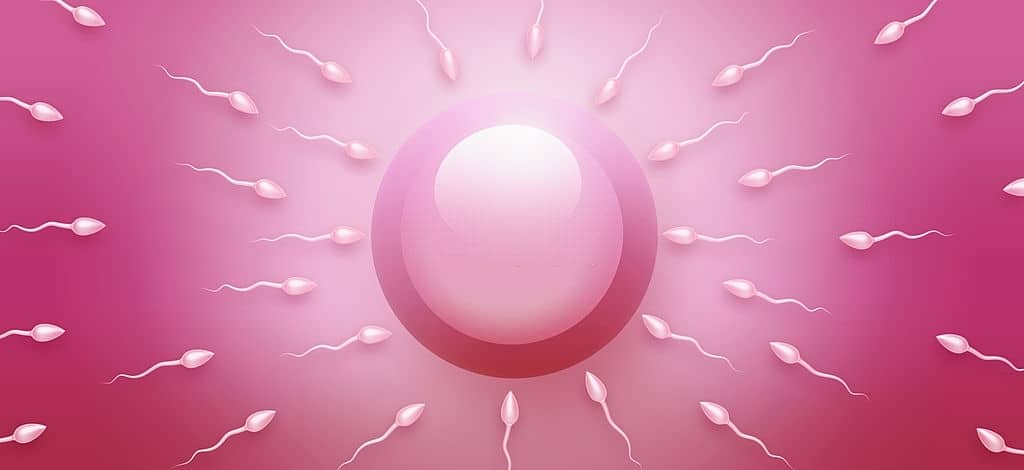 Ovulo fecundación In vitro Ovulo fecundación In vitro