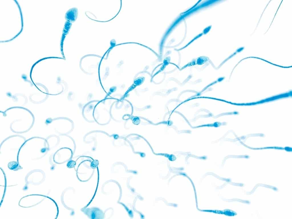 Inseminacion Artificial esperma