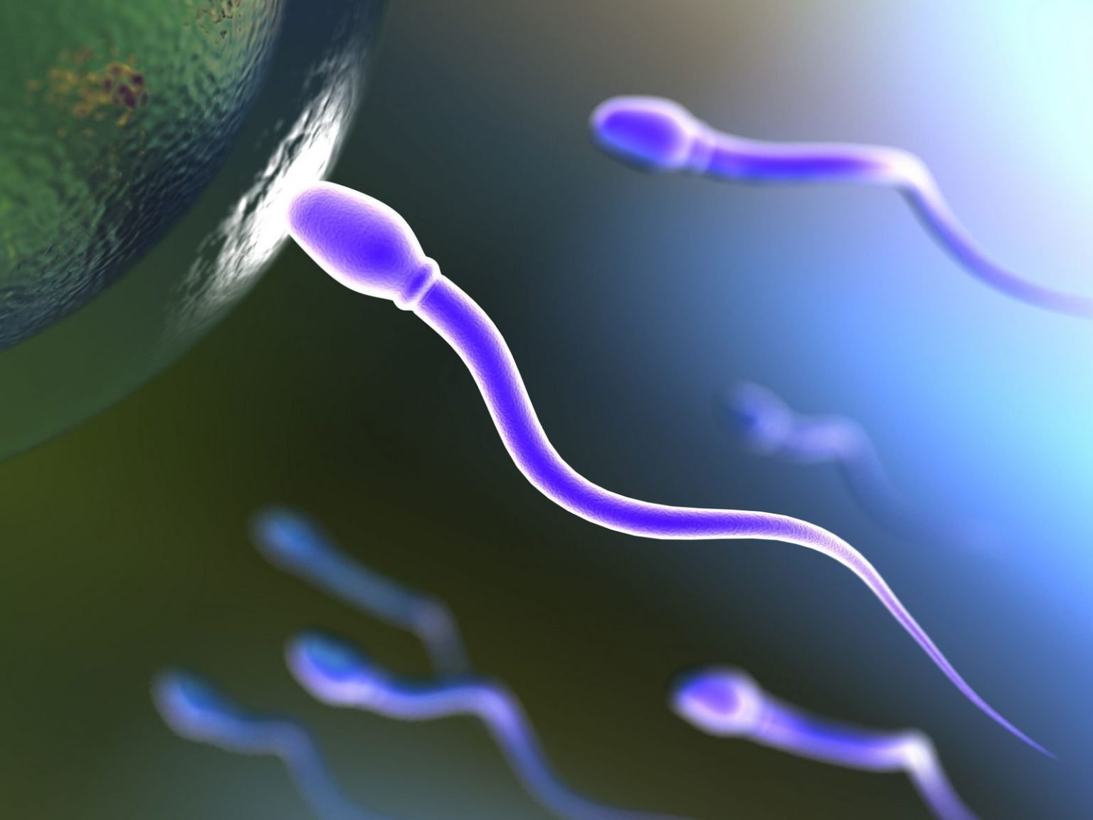 Espermatozoide-Ganador-1536x1152 fecundación in vitro 12